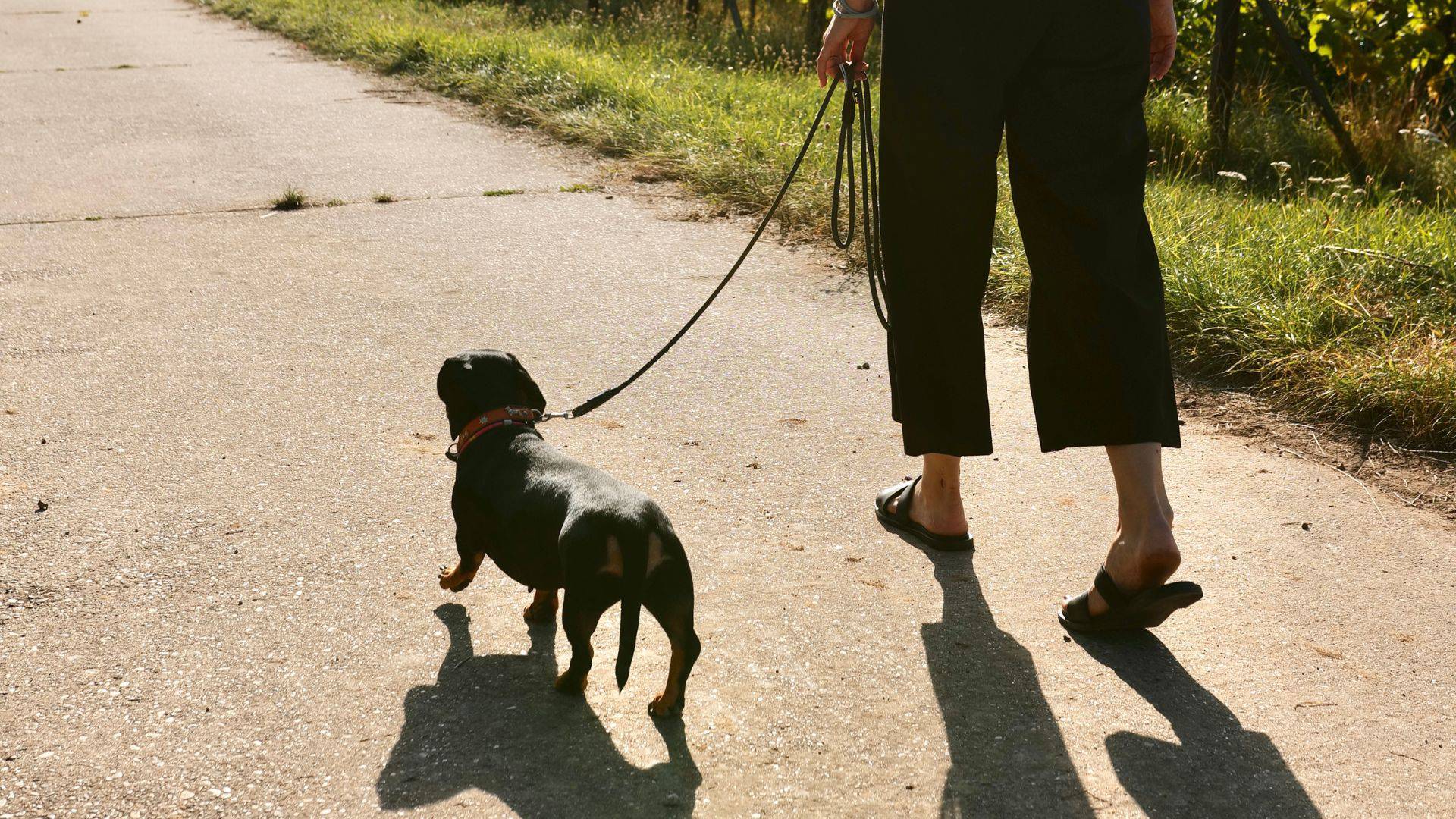 wellnessurlaub-mit-hund-suedliche-weinstrasse