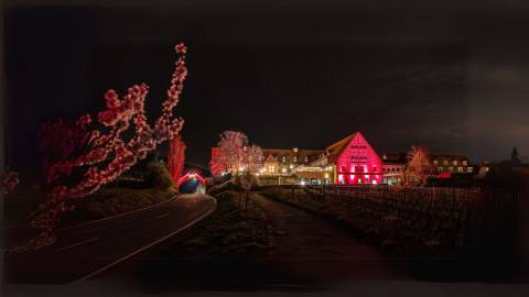 hof.spa: Pink Almond Bloom Night image