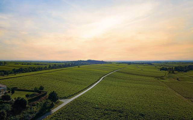 Weinberge mit geradem Weg unter hellem Abendhimmel beim Hotel in der Pfalz
