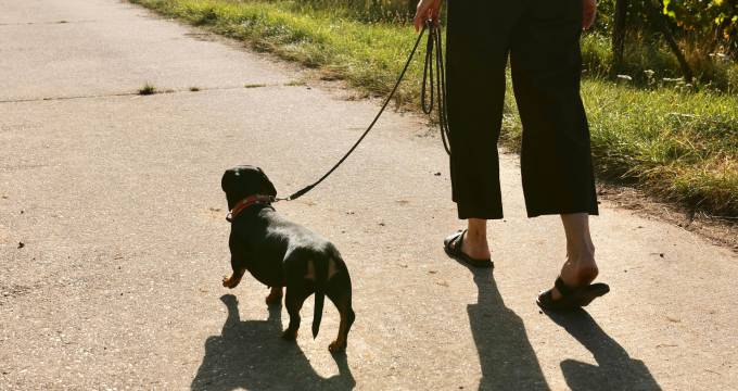 wellnessurlaub-mit-hund-suedliche-weinstrasse