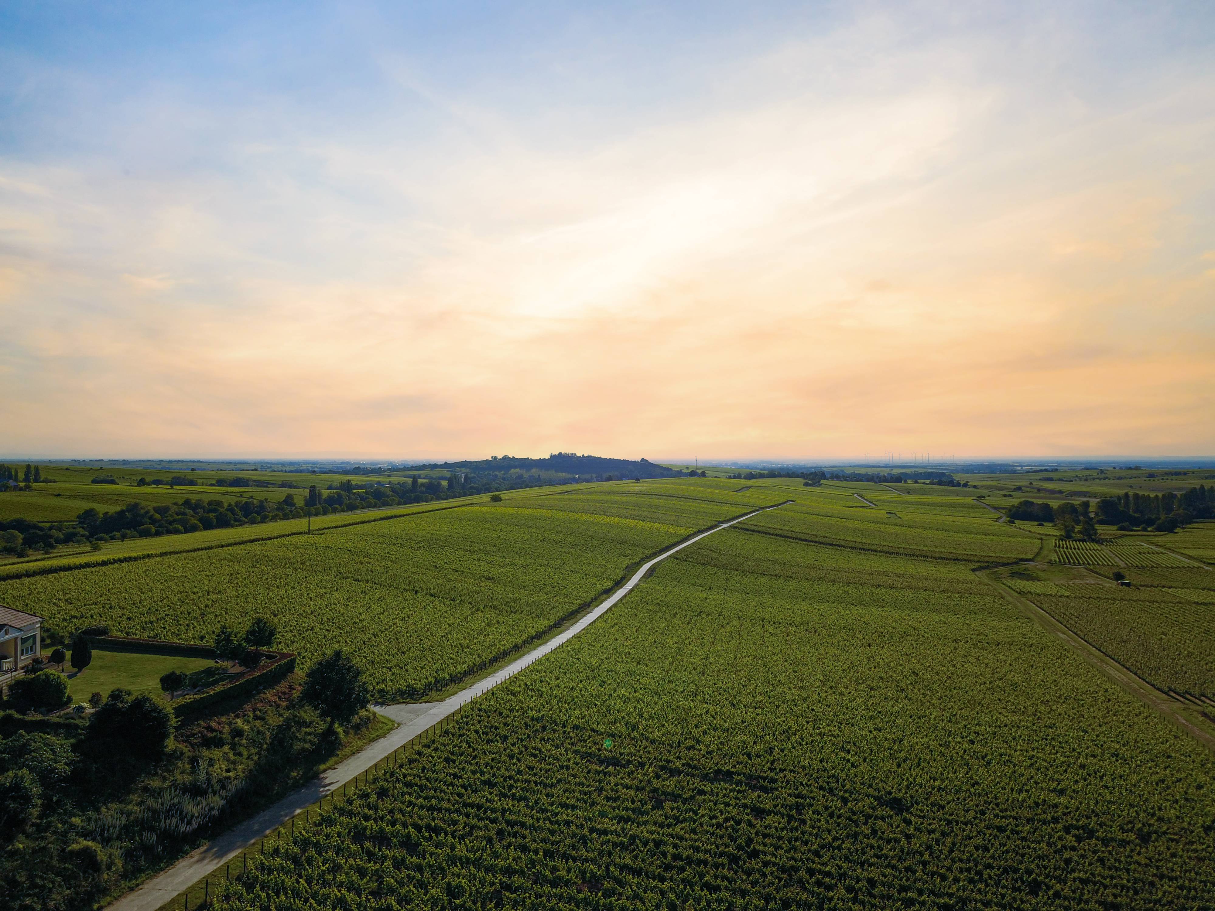 Die Pfalz beim Leinsweiler Hof Panorama