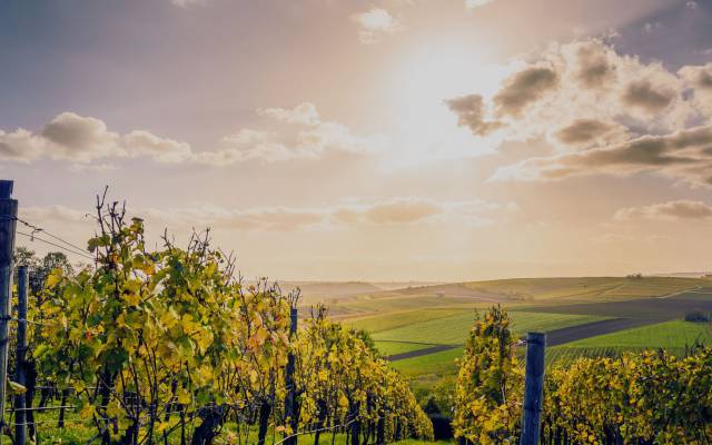 Pfalz Weinreben Leinsweiler Hof